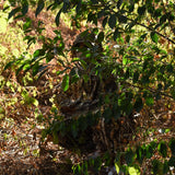 3d Maple Leaf Ghillie Suit